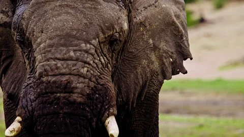Elephants in Botswana Stock Footage 274401219