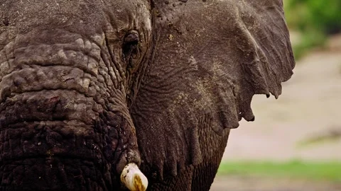 Elephants in Botswana Video stock 274401514