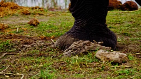 Elephants in Botswana 스톡 동영상 274402187