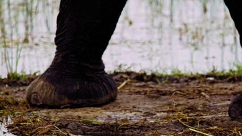 Elephants in Botswana Video stock 274402788