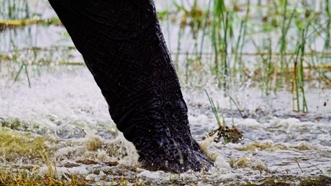 Elephants in Botswana Stock Footage 274403223
