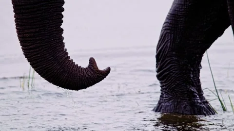 Elephants in Botswana Stock Footage 274404217