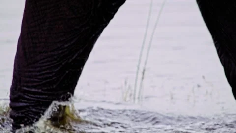 Elephants in Botswana Stock Footage 274404566