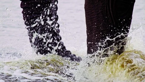Elephants in Botswana Stock Footage 274405031