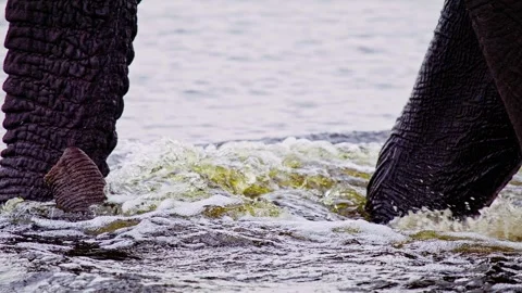 Elephants in Botswana Stock Footage 274405278