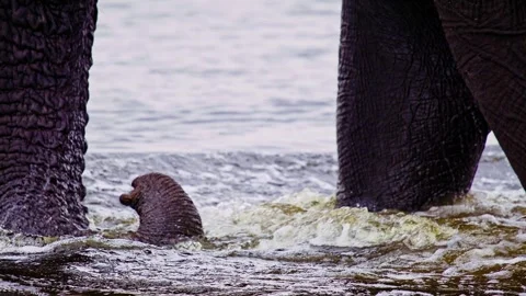Elephants in Botswana Stock-Footage 274406102