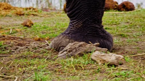 Elephants in Botswana Stock-Footage 274408124