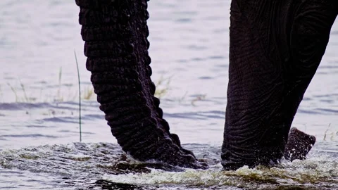 Elephants in Botswana Stock Footage 274409527