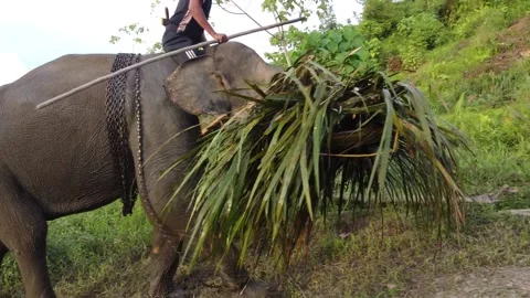 Elephants bring palm trees to eat Stock Footage 147673265