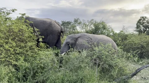 Elephants in the brush Stock Footage 334572177