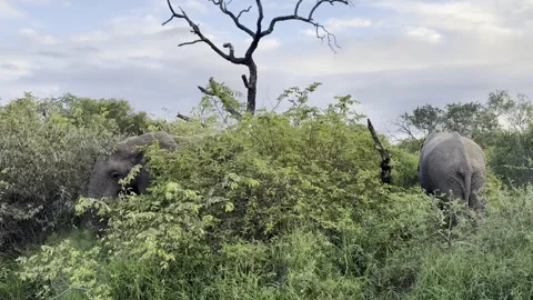 Elephants in the brush Stock Footage 334572179