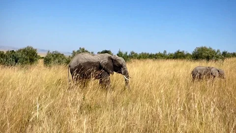 Elephants in the bush Stock Footage 86102961