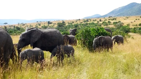 Elephants in the bush Stock Footage 86103028