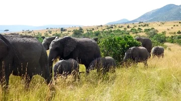 Elephants in the bush Stock Footage 86103237