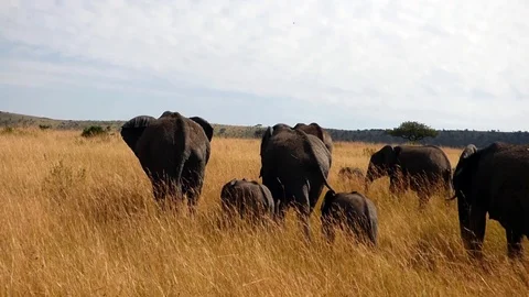Elephants in the bush Stock Footage 86103300