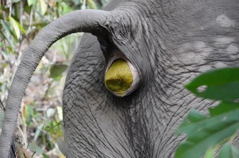 An elephant's butt at a time of physiological need Stock-Fotos