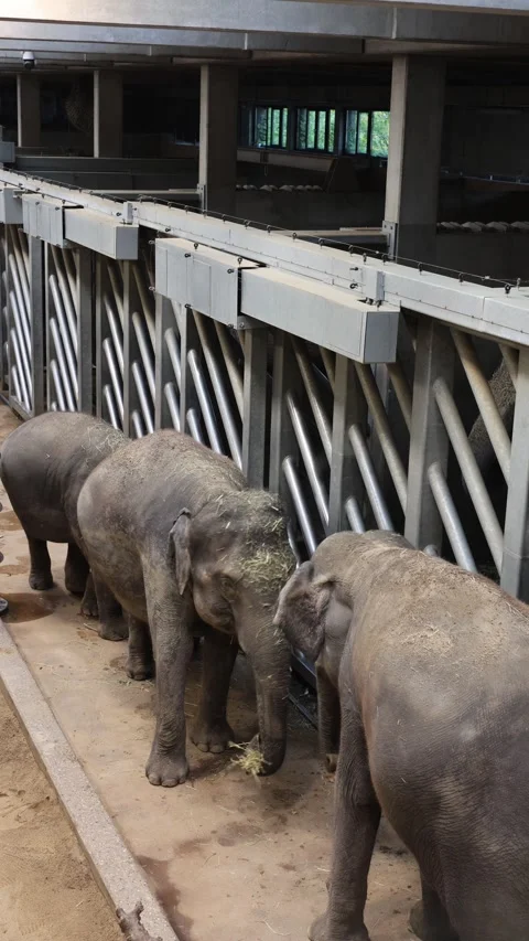 Elephants in a cage vertical video Stock Footage 288021958