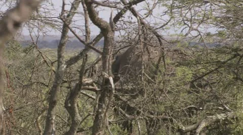 Elephants camerashot through trees Stock Footage 12657994