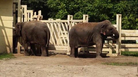 Elephants in captivity Видео 160247651