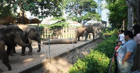 Elephants in captivity in Ho Chi Minh City, Vietnam Stock Footage 121065339