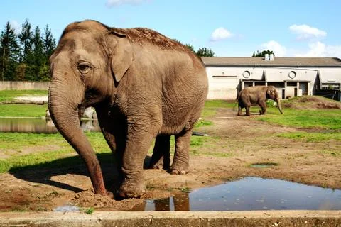 Elephants in captivity Stock Photos