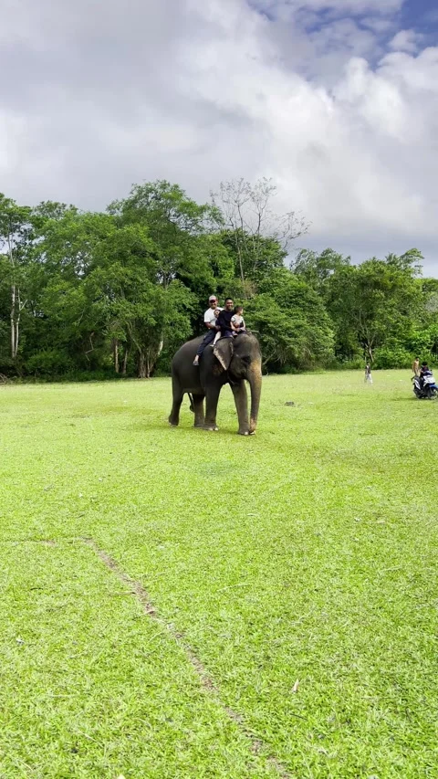 Elephants carry tourists on grass fields. Happy people riding elephant. 스톡 동영상 282763266