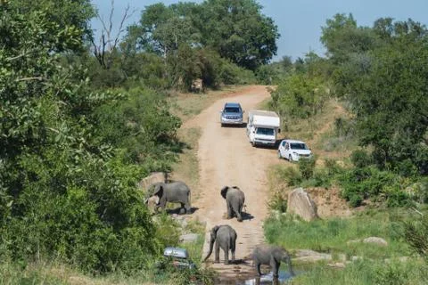 Elephants causing a road block at a low level bridge in Kruger Park Stock Photos
