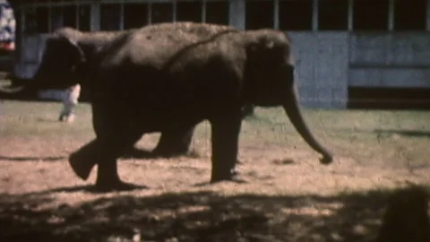 Elephants in Chains Stock-Footage 86335046