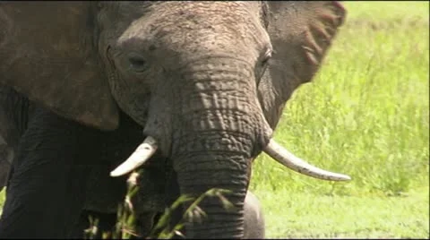 Elephants &amp; Cheetahs Stock Footage 12362194