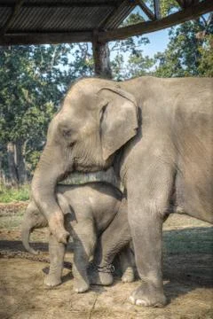Elephants in Chitwan Stock Photos