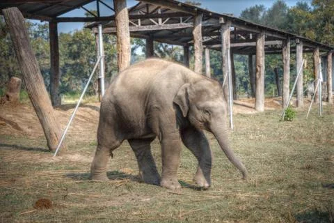 Elephants in Chitwan Stock Photos
