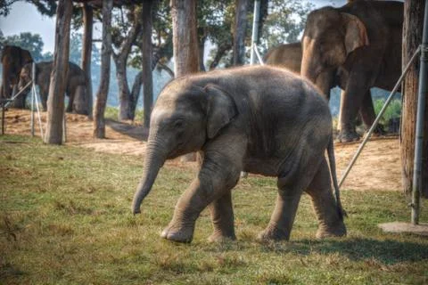 Elephants in Chitwan Stock Photos