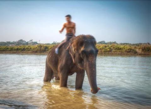 Elephants in Chitwan Stock Photos