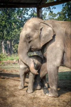 Elephants in Chitwan Stock Photos