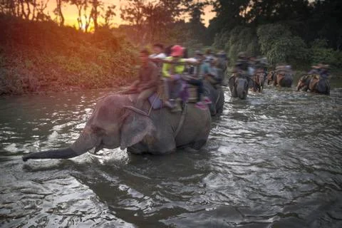 Elephants in Chitwan Stock Photos