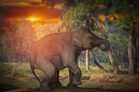 Elephants in Chitwan Stock Photos