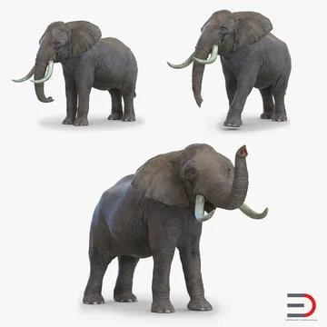 Elephants Collection 3D Model