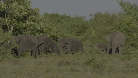 Elephants come from the jungle Stock Footage 294426699