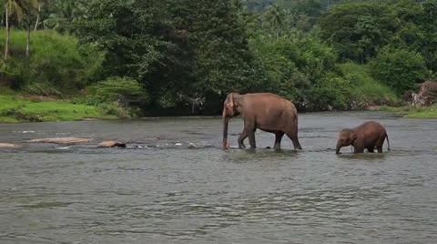 Elephants cross the river 库存影片 20624155