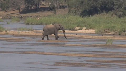 ELEPHANTS CROSS RIVER LARGEST TO SMALLEST | EXT, MEDIUM | 60fps | 1080p Stock Footage 105312979