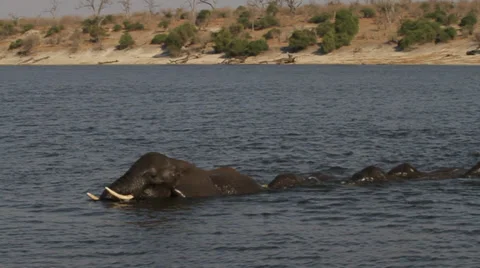 Elephants crossing deep river Stock Footage 38618433