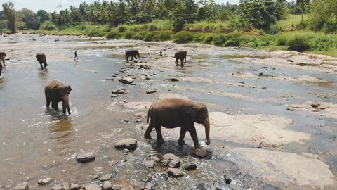 Elephants crossing a low river Stock Footage 108634782