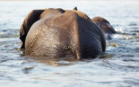 Elephants crossing Stock Photos
