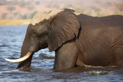Elephants crossing Stock Photos