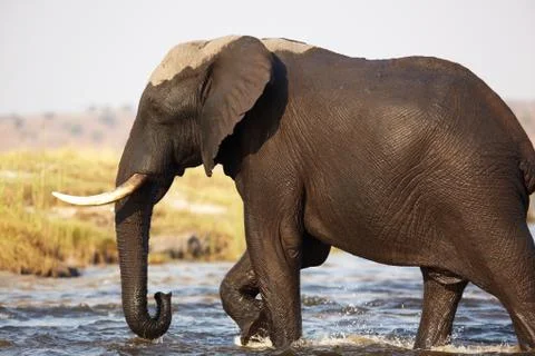 Elephants crossing Stock Photos