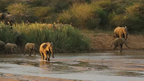 Elephants crossing the river. Vídeos de archivo 11399722