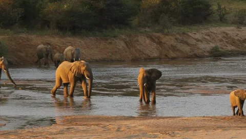 Elephants crossing the river Stock Footage 11399738