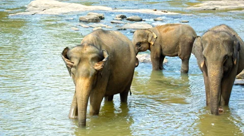 Elephants crossing the river Stock Footage 58278200