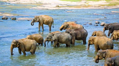 Elephants crossing the river Stock Footage 58278217