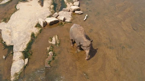Elephants crossing river Stock Footage 109423434